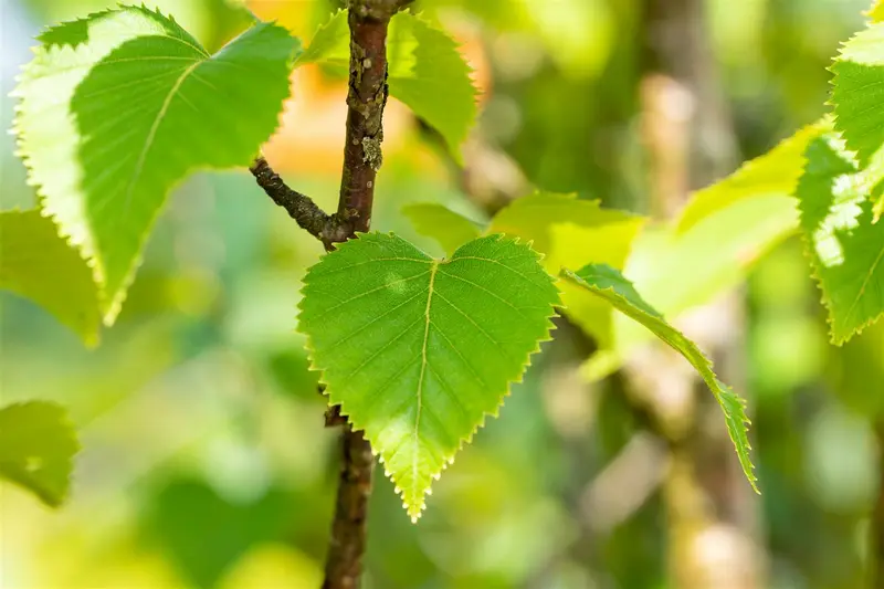 betula ermanii (250-300 cm) - afbeelding 4