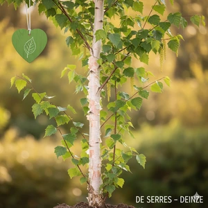 Betula ermanii 'Holland' 8/10 (HO)
