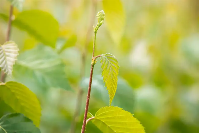 betula nigra ( rubra) (300-350 cm) - afbeelding 1