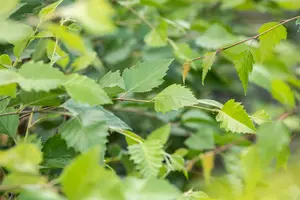 betula nigra ( rubra) (300-350 cm) - afbeelding 2