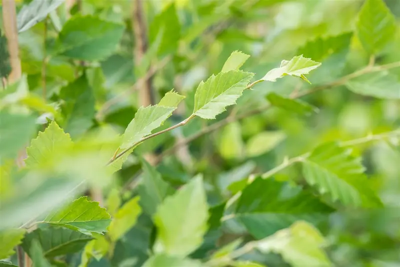betula nigra ( rubra) (300-350 cm) - afbeelding 3