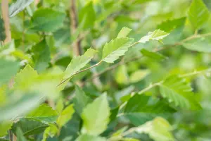 betula nigra ( rubra) (300-350 cm) - afbeelding 3
