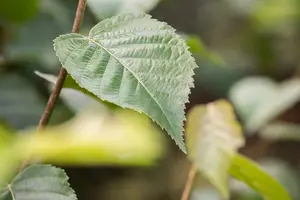 betula nigra ( rubra) (350-400 cm) - afbeelding 5