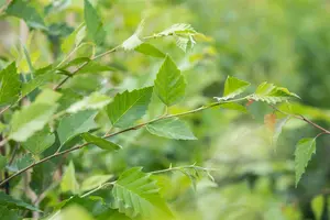 betula nigra ( rubra) (350-400 cm) - afbeelding 4
