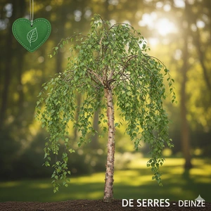 Betula nigra 'Summer Cascade'® 8/10 C35 (HO)