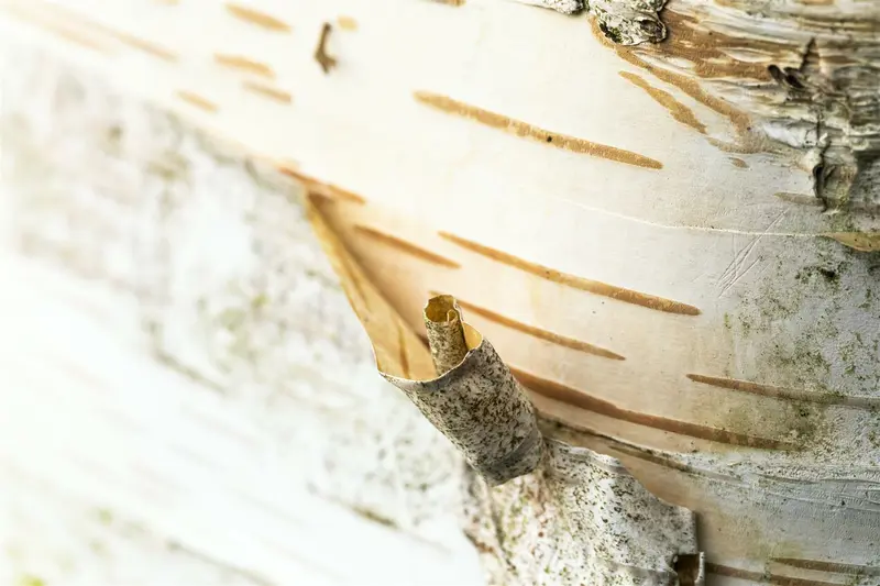 Betula papyrifera 60- 90   BW