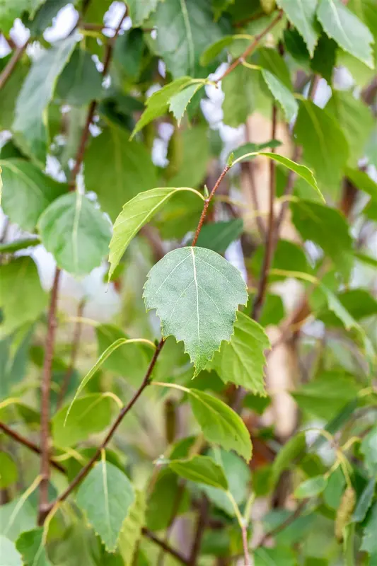 Betula pend. 'Fastigiata' 10/12 HO BW - afbeelding 1
