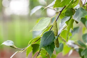 Betula pend. 'Fastigiata' 8/10 HO BW - afbeelding 3