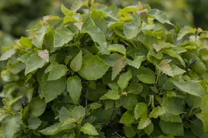 Betula pend. 'Magical Globe' STAM/120 C65