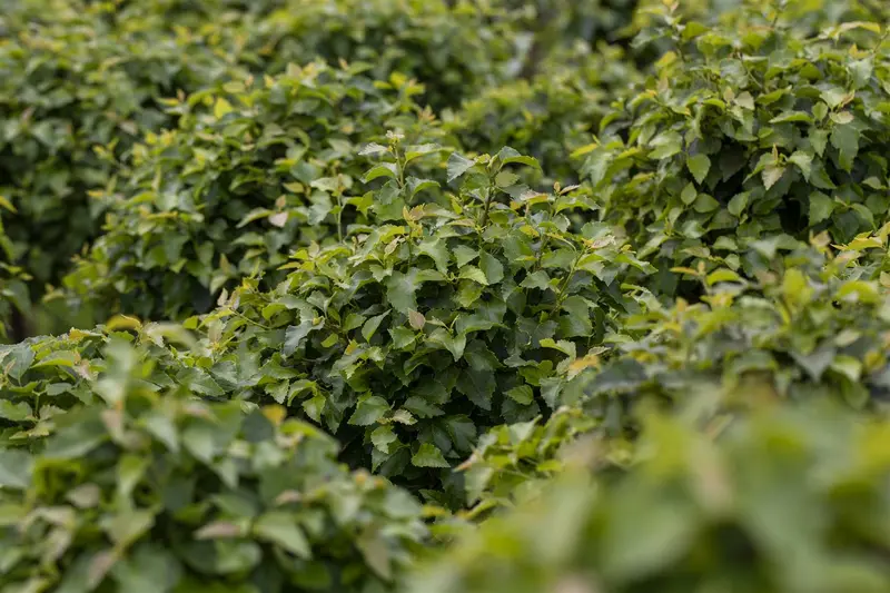 Betula pend. 'Magical Globe' STAM/120 C65 - afbeelding 2