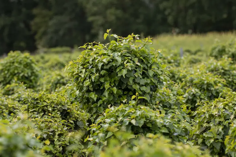 Betula pend. 'Magical Globe' STAM/120 C65 - afbeelding 3