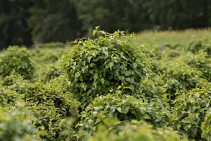 Betula pend. 'Magical Globe' STAM/120 C65 - afbeelding 3