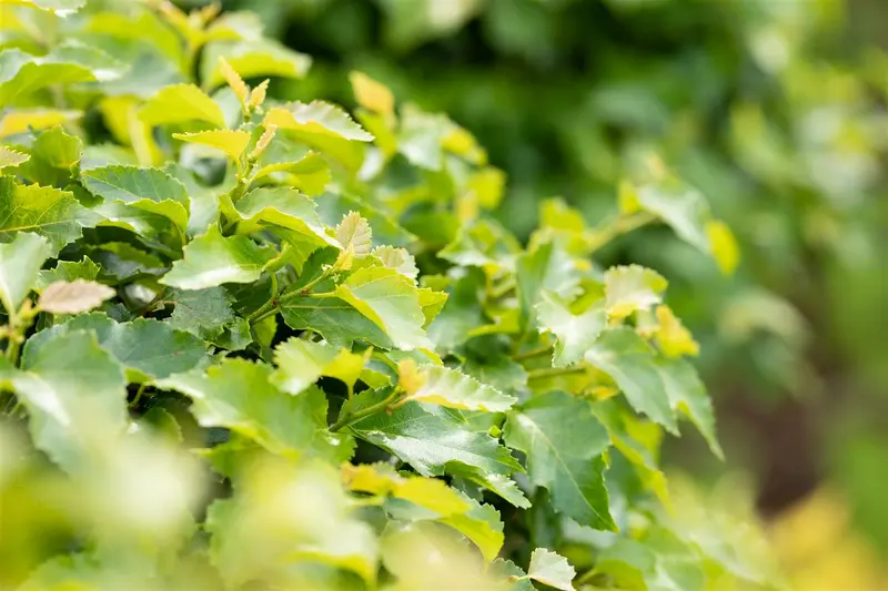 Betula pend. 'Magical Globe' STAM/120 C65 - afbeelding 4