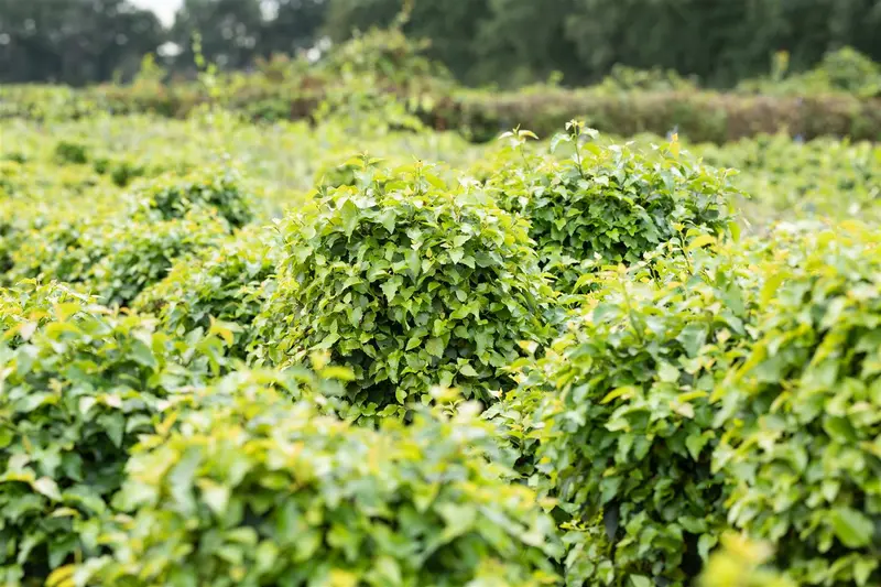 Betula pend. 'Magical Globe' STAM/120 C65 - afbeelding 5