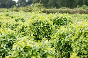 Betula pend. 'Magical Globe' STAM/120 C65 - afbeelding 5