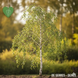 Betula pendula 'Spider Alley' C20 (200-250)