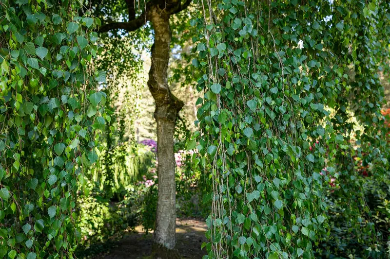 betula pend. 'tristis' 8/10