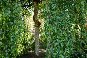 betula pend. 'tristis' 8/10