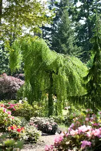 betula pend. 'youngii' - afbeelding 5