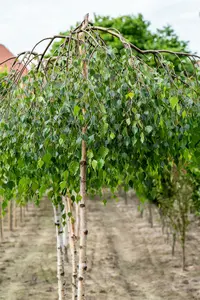 betula pend. 'youngii' 12/14 C - afbeelding 5