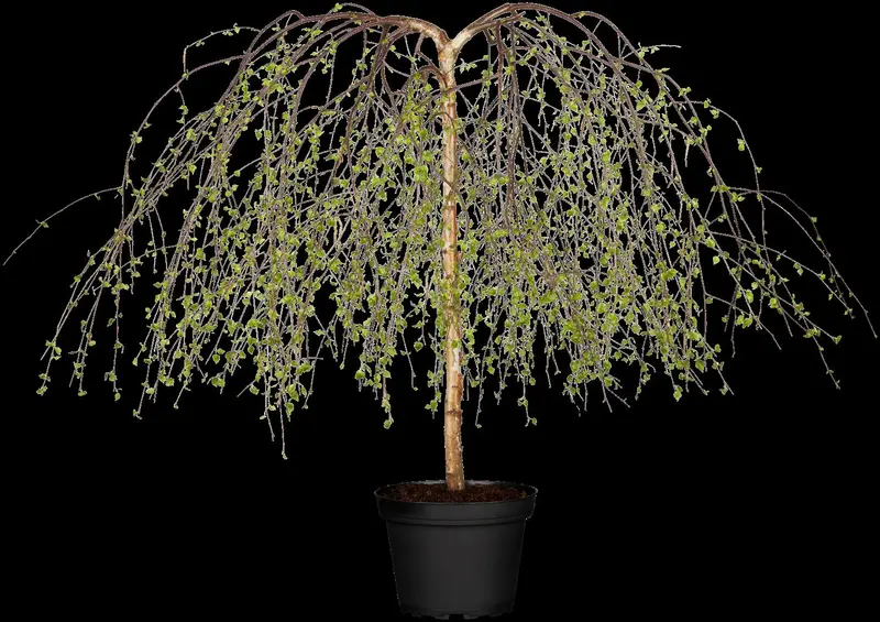 betula pend. 'youngii' 12/14 C - afbeelding 4