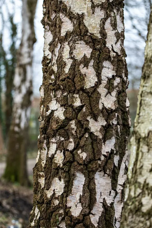 betula pendula (alba/verrucosa) 16/18 C - afbeelding 3