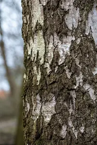 betula pendula (alba/verrucosa) 16/18 C - afbeelding 4