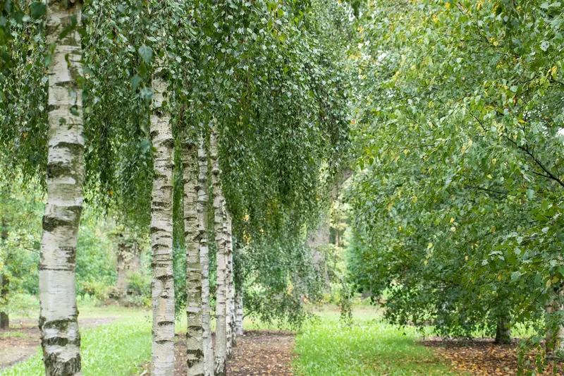 betula pendula (alba/verrucosa) 16/18 C - afbeelding 2
