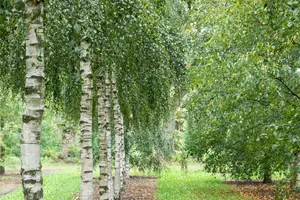 betula pendula (alba/verrucosa) 16/18 C - afbeelding 2