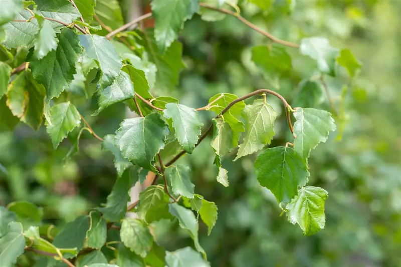 betula pendula (alba/verrucosa) 16/18 C - afbeelding 5