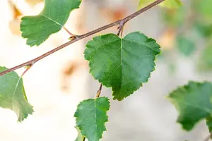 Betula pubescens 10/12 HO BW - afbeelding 2