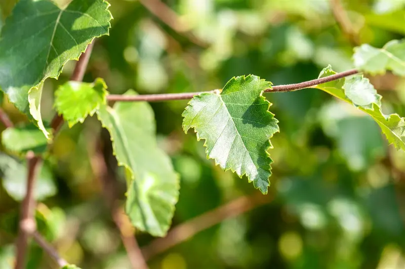 Betula pubescens 200-250   BW - afbeelding 1