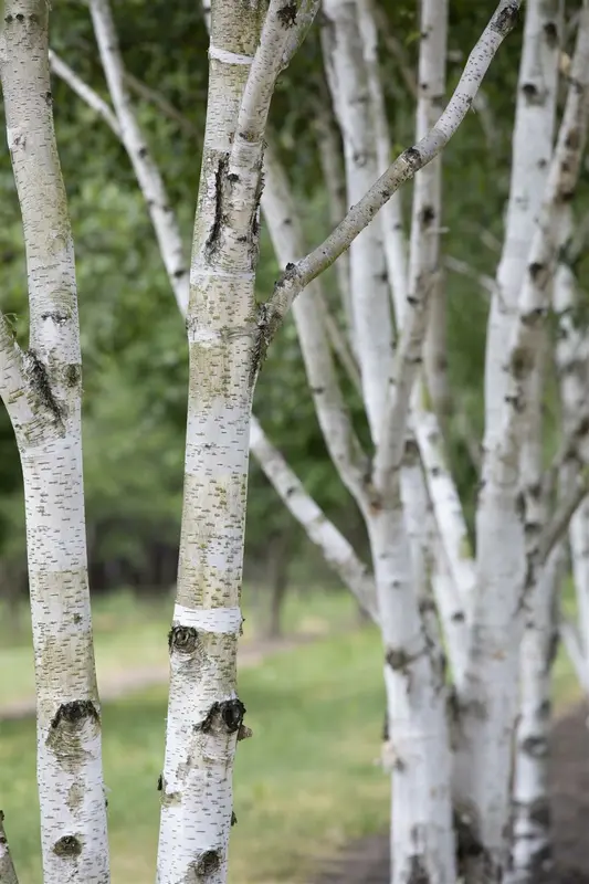 betula pubescens (60- 90cm)