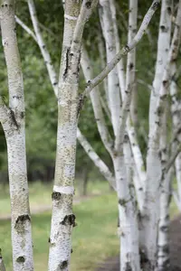 betula pubescens (60- 90cm)
