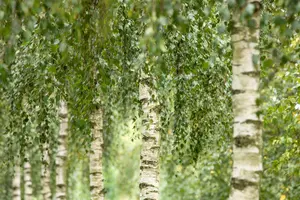 Betula utilis 'Doorenbos' 10/12 HO BW - afbeelding 4