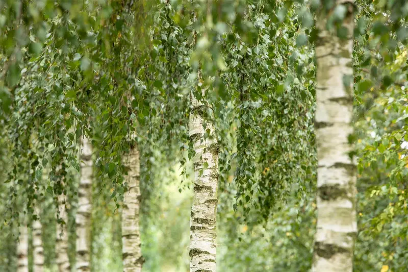 Betula utilis 'Doorenbos' 150-175   C45 MRST - afbeelding 4