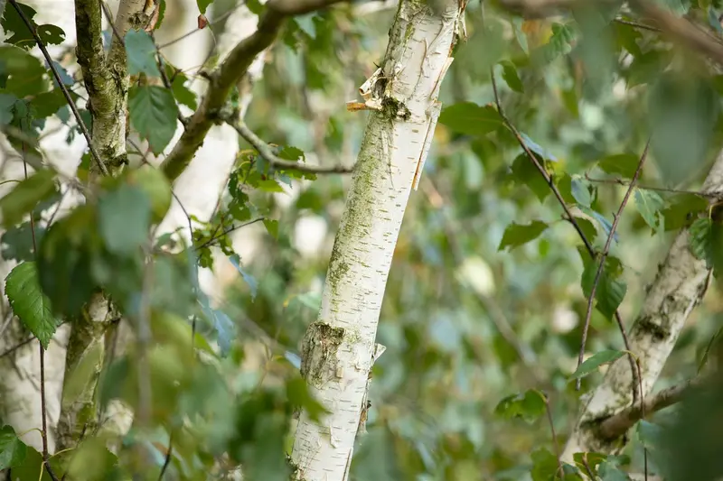 Betula utilis 'Doorenbos' 6/8 C - afbeelding 4