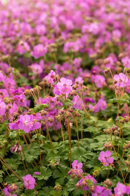 Bevan´s Variety - afbeelding 1