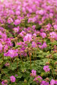Bevan´s Variety - afbeelding 1