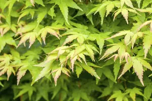 acer palm. 'bi hoo' (125-150 cm) - afbeelding 5