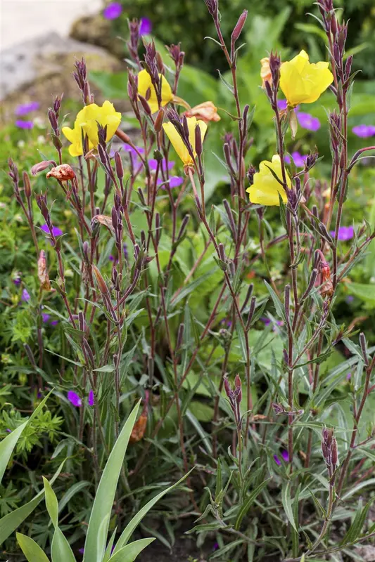 oenothera biennis P9 - afbeelding 2