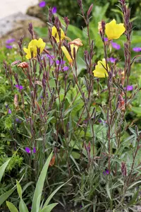oenothera biennis P9 - afbeelding 2
