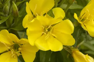 oenothera biennis P9 - afbeelding 5