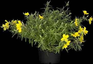 oenothera biennis P9 - afbeelding 5