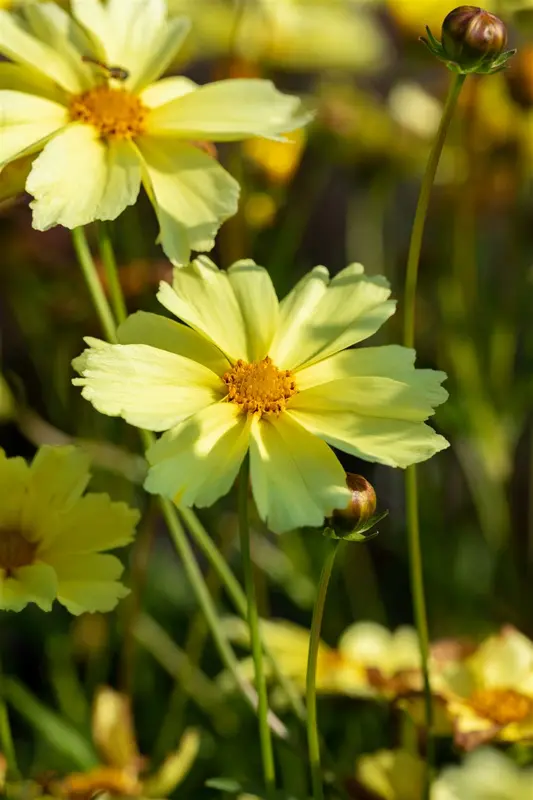 coreopsis hybr. 'full moon'® P9 - afbeelding 2