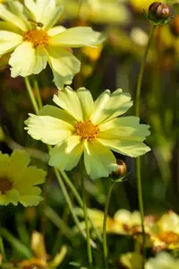 coreopsis hybr. 'full moon'® P9 - afbeelding 2