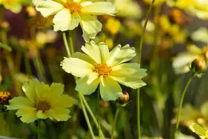 coreopsis hybr. 'full moon'® P9 - afbeelding 2