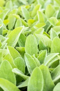 stachys byz. 'big ears' ( 'helene v. stein') P9 - afbeelding 4