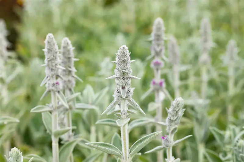 stachys byz. 'big ears' ( 'helene v. stein') P9 - afbeelding 2