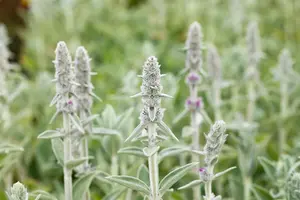 stachys byz. 'big ears' ( 'helene v. stein') P9 - afbeelding 2